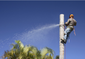 palm tree removal Adelaide	